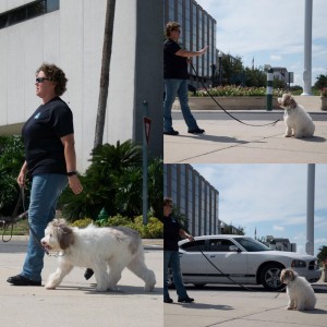 Professional dog trainer Sharon Burch demonstrating on-leash training on a sidewalk with a fluffy white dog.