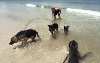 One of our German Shepherd Cadets shakes off some extra water at the beach. The other Cadets rest in the water while Sharon Burch, professional dog trainer, holds their leashes.