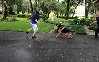 A German Shepherd being trained to protect his home for our Protection Training Academy.