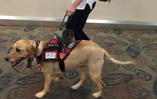 A yellow lab, one of our Service Animal Academy Cadets, showing off at the airport as a trained service dog.