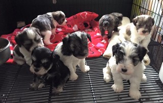 A group of black and white puppies sitting inside a crate.