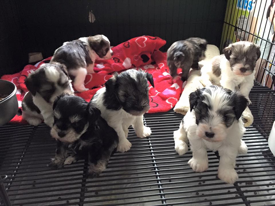 A group of black and white puppies sitting inside a crate.