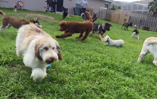 A variety of dogs having fun on the green lawn at The 1 Dog Trainer Academy.