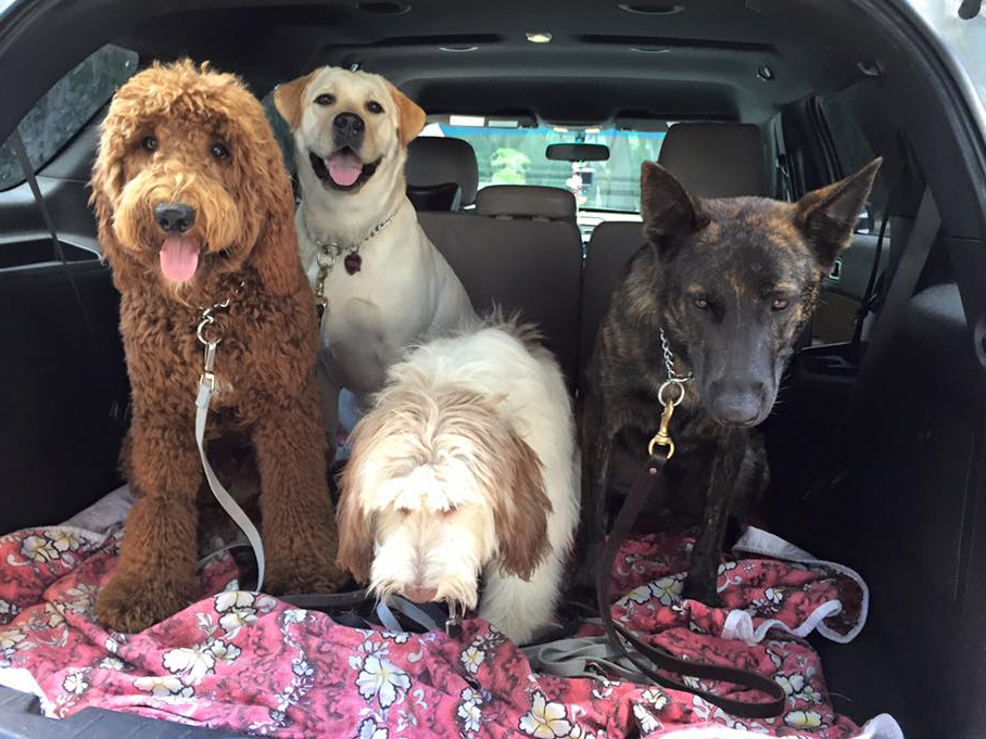 A group of dogs sits in the back of a car, ready for a trip to the beach.