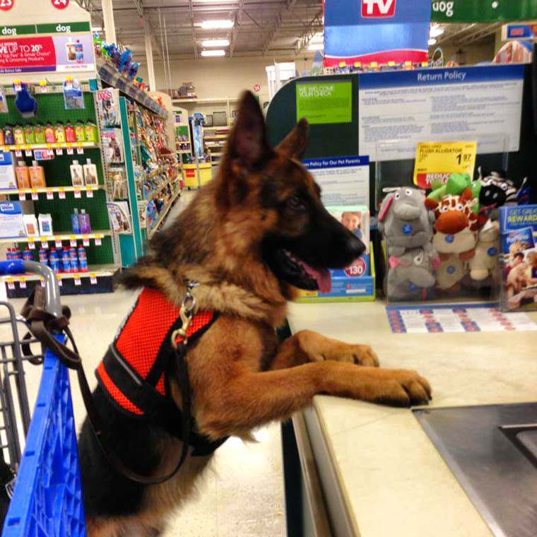 A service dog standing by the register of a store.