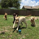 Five dogs playing outside in the yard with a blue ball.