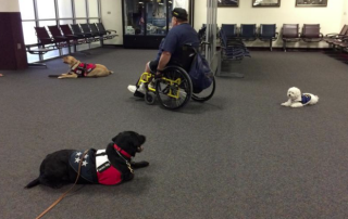Three service dogs sit next to a man in a wheelchair in an airport lobby.