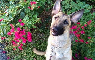 A German Shepherd sits calmly by pink flowers. She looks up inquisitively.