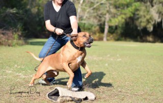 Sharon Burch holding a leashed personal protection canine during a dog training session.