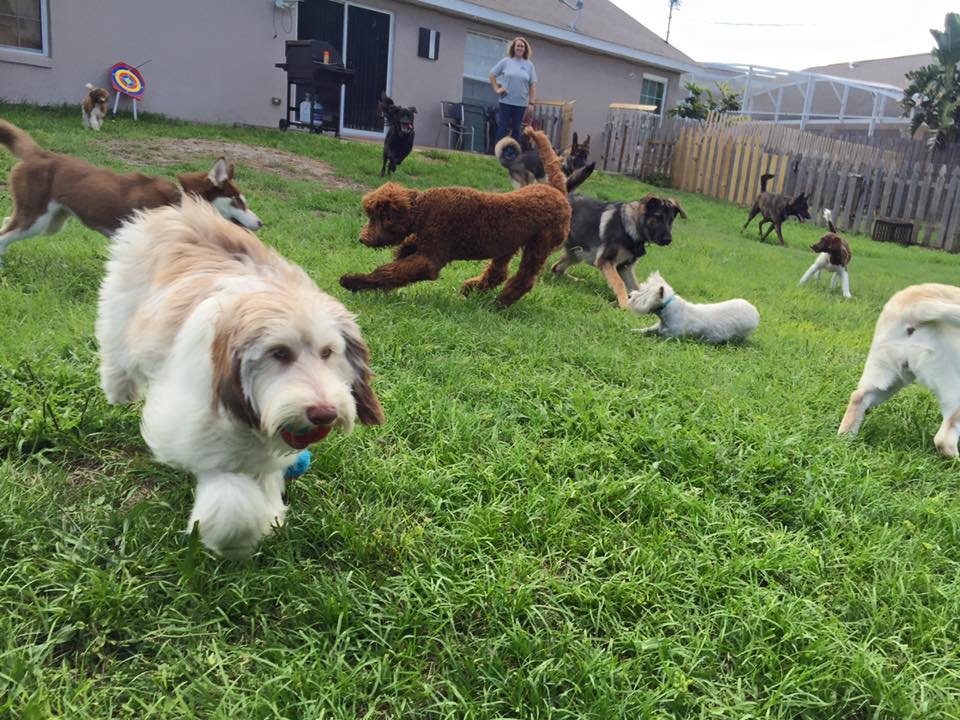 A variety of dogs having fun on the green lawn at The 1 Dog Trainer Academy.