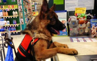 A service dog standing by the register of a store.