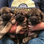 Three German Shepherd puppies being held in a trainer's lap.