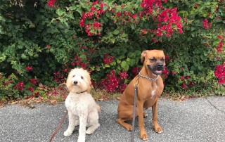Two happy pups sitting in front of a flower bush.