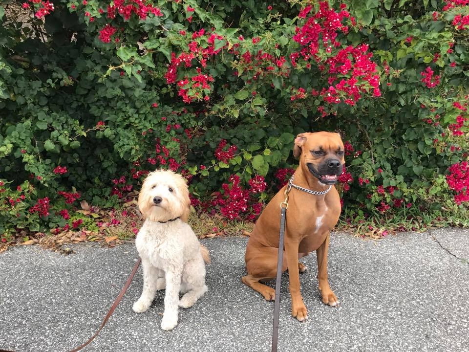 Two happy pups sitting in front of a flower bush.